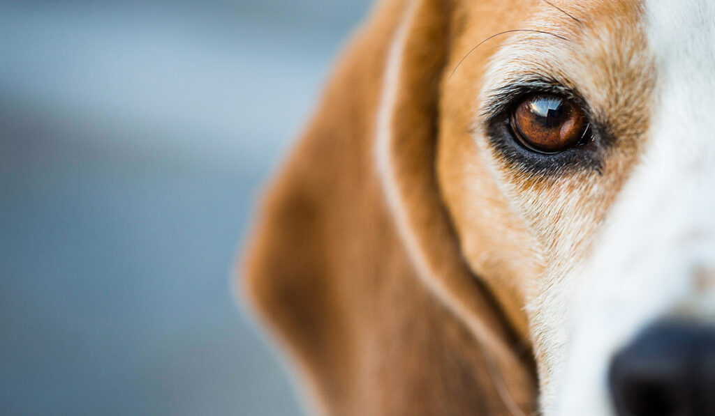 Beagle
