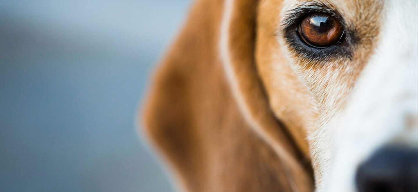 A Beagle dog