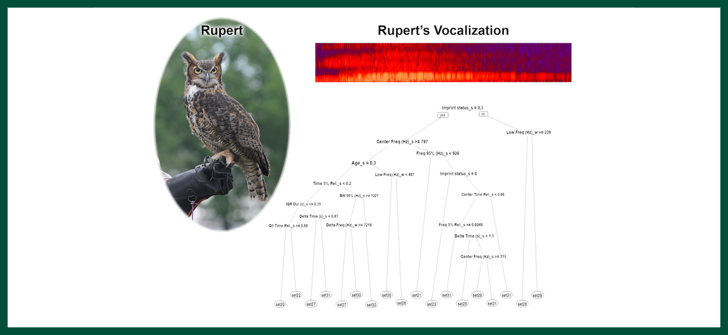 owl and dendrogram
