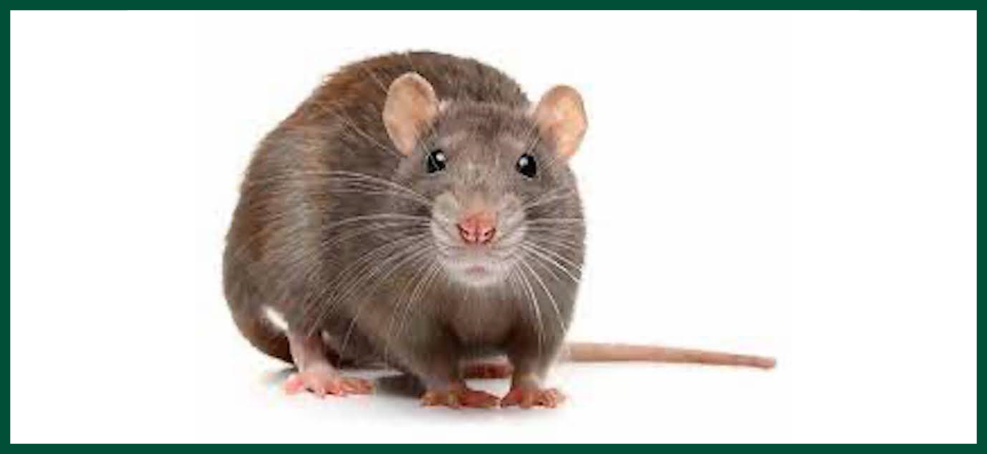 a picture of a rat from the front