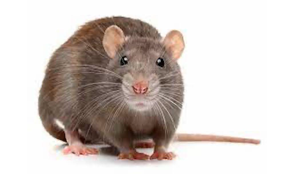 a picture of a rat from the front