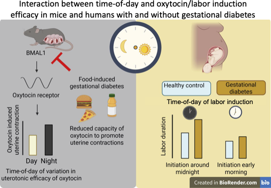 Graphical abstract with pregnant mice and pregnant human