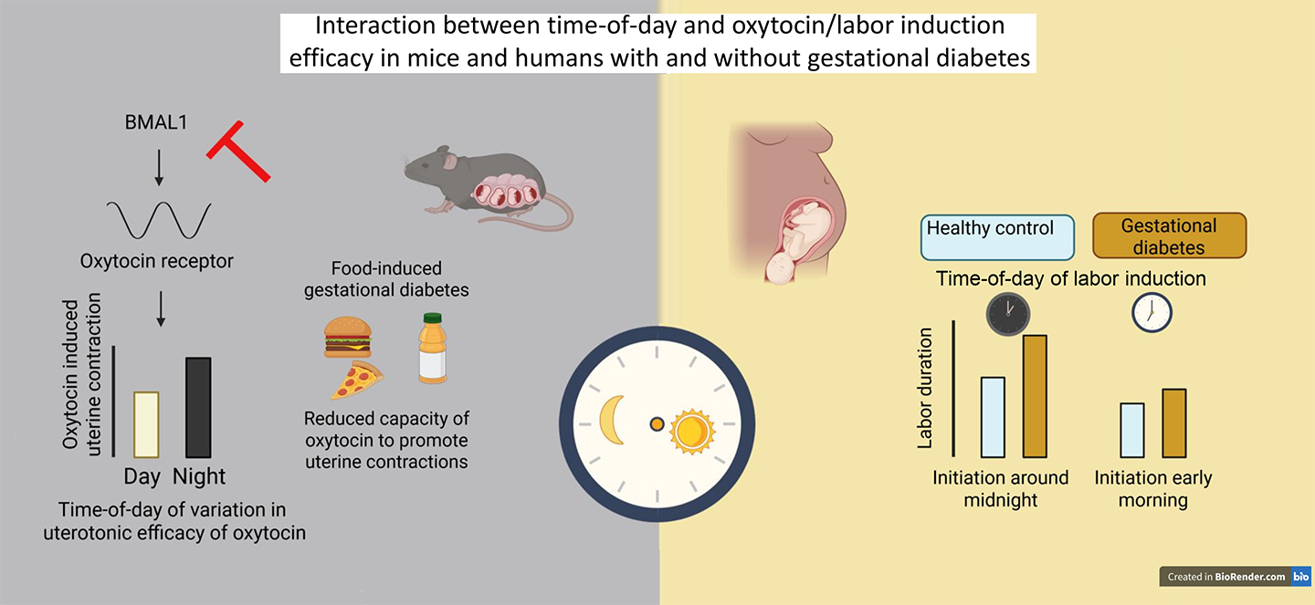 Graphic showing some pregnancy differences in mice and humans